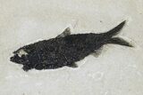 Fossil Fish (Mioplosus & Knightia) Plate - Wyoming #179312-3